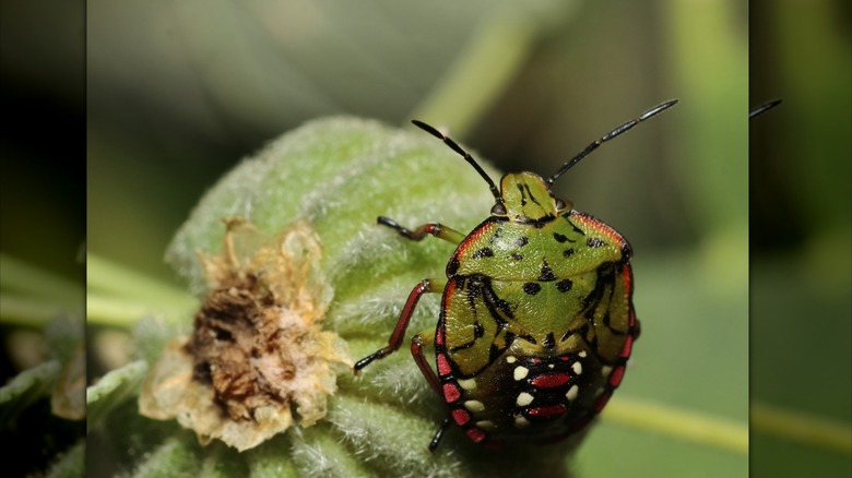 A southern green stink bug, with black, red, and white patterns, on an immature green fruit.