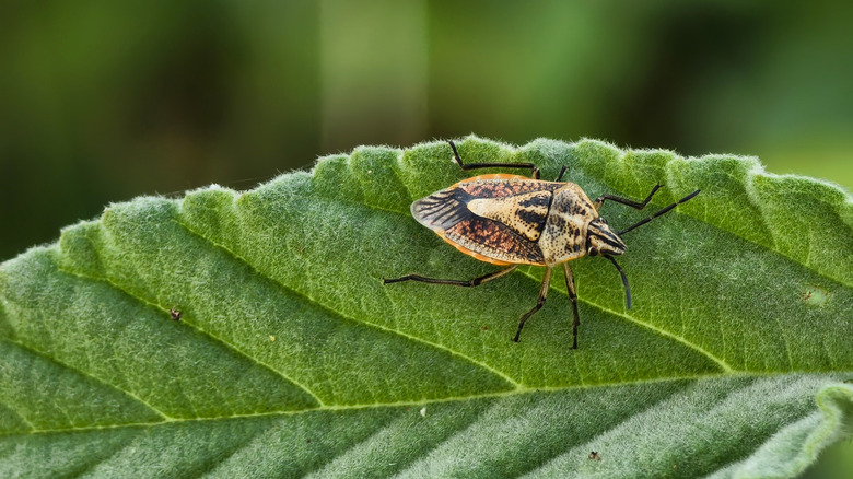 A spined soldier bug on a dark green leaf.