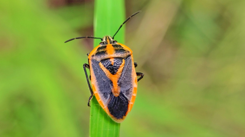 A two-spotted stink bug on a blade of grass.