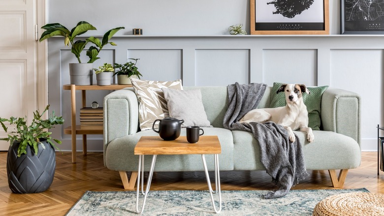 Mint green sofa with dog