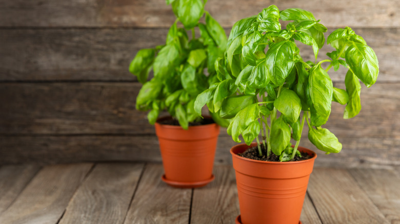 basil growing in containers