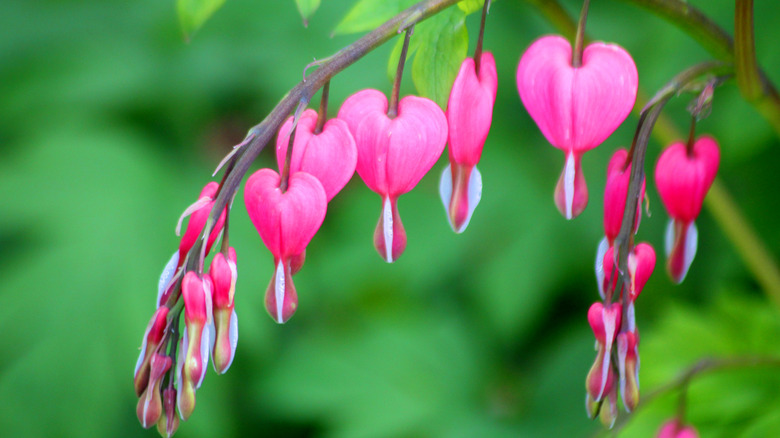 Close up of bleeding heart flowers