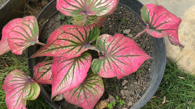 Vibrant pink and green Caladium plant in a black pot