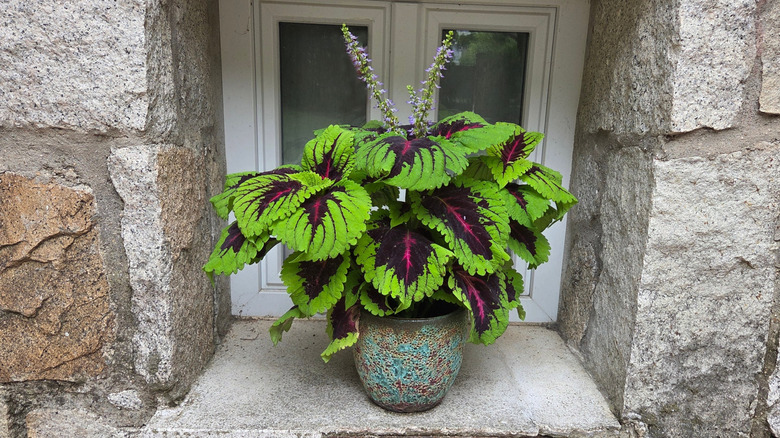 Vibrant green and purple coleus plant in ornate pot