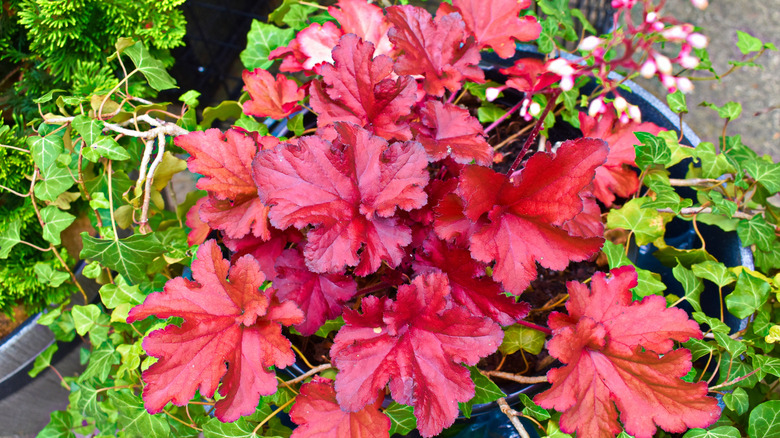 Coral bells planted in terracotta flowerpots