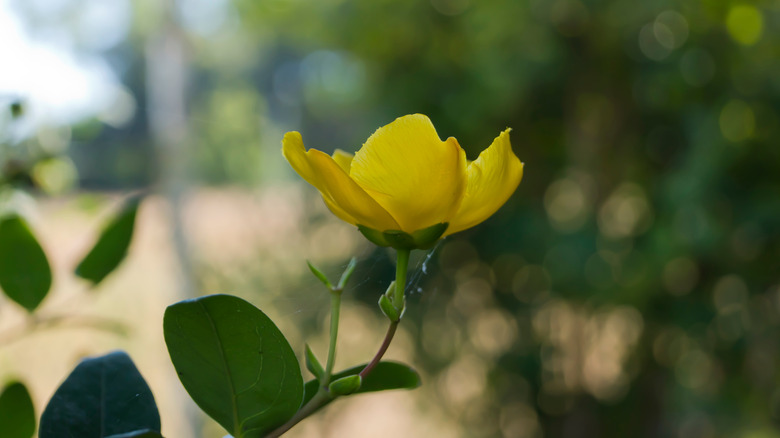 a flower of the Creeping St. John's Wort plant