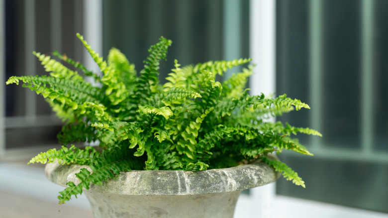 Boston fern in a pot in a home garden.