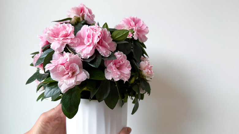 A woman holding Blooming potted pink Azalea