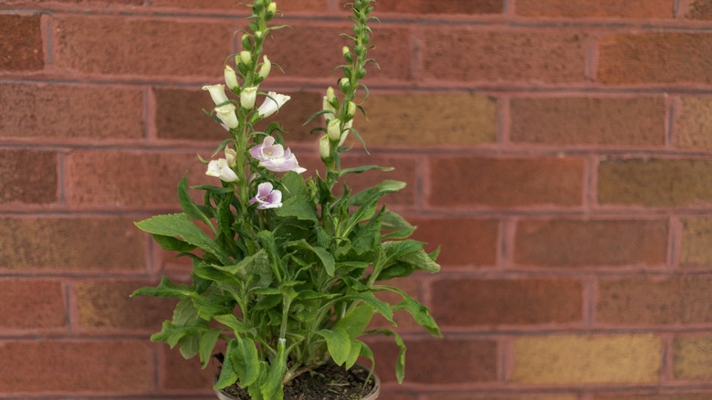 Foxglove growing in a pot against a wall
