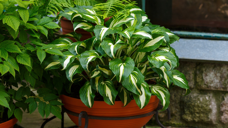 Hosta plant in a pot