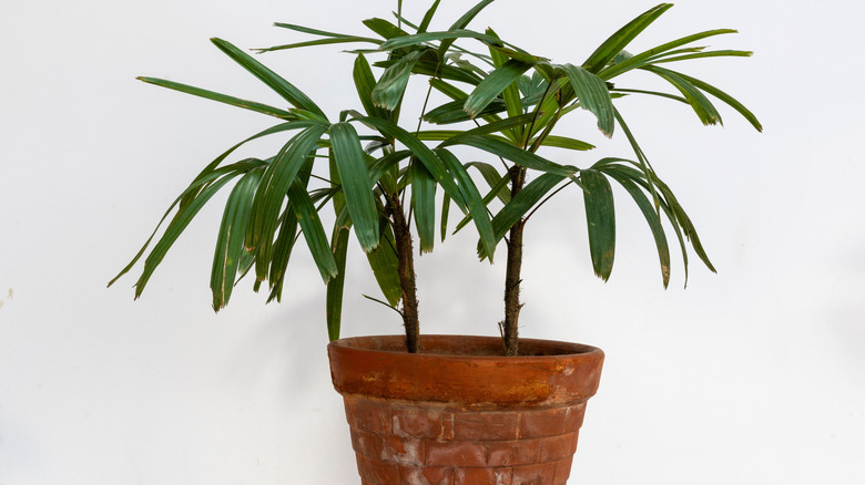Lady palm tree in a terracotta pot