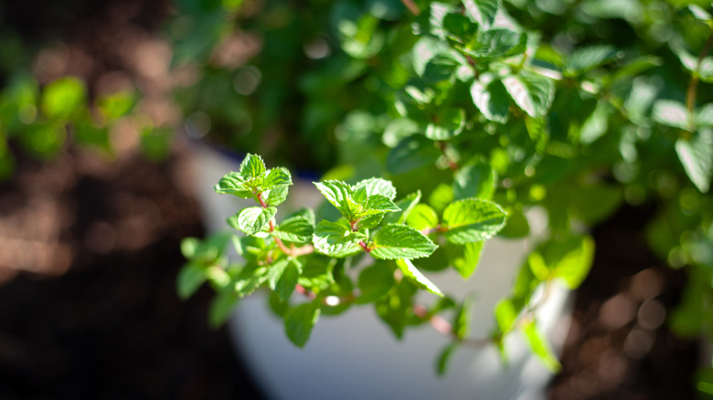 Mint leaves in a white pot