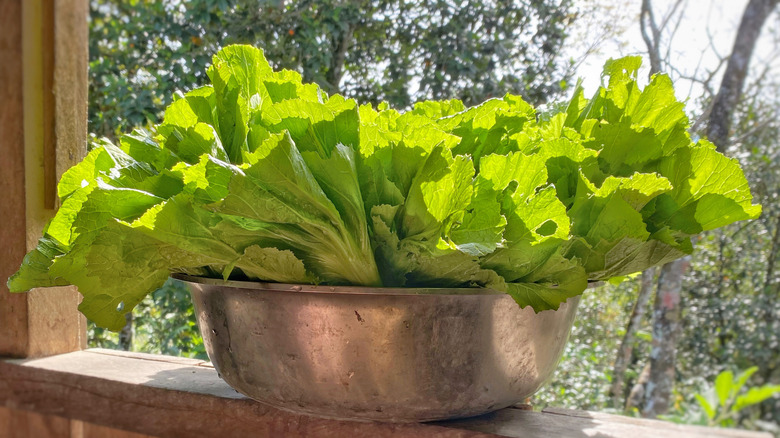 green mustard foliage in sunlight