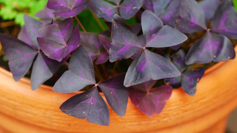 Oxalis plant growing in a pot