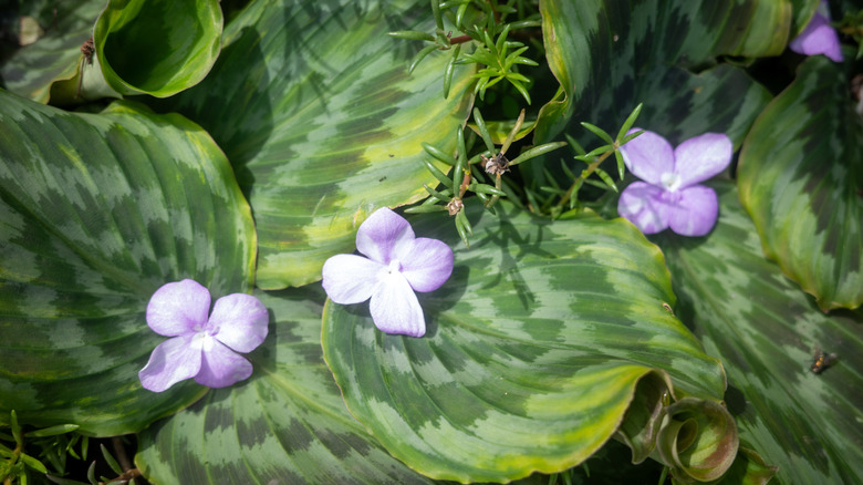 The peacock ginger with its variegated green leaves and violet flowers.