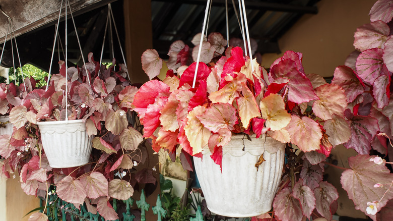 hanging baskets of Begonia rex plants