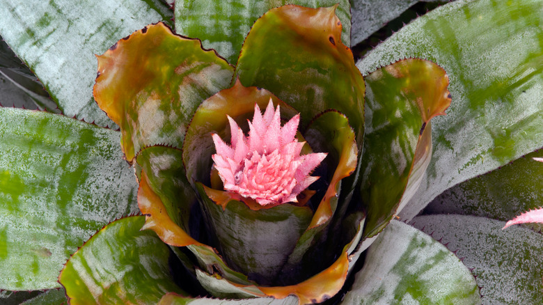 Pink bromeliad flower of a Silver Vase Bromeliad plant