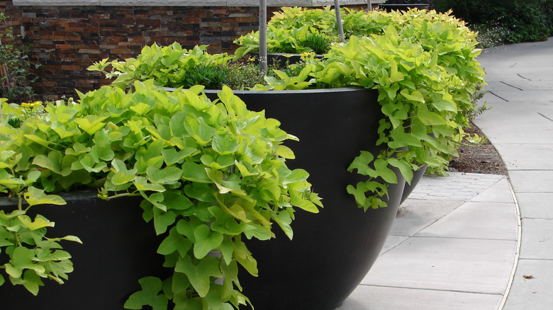 Sweet Potato Vine in containers