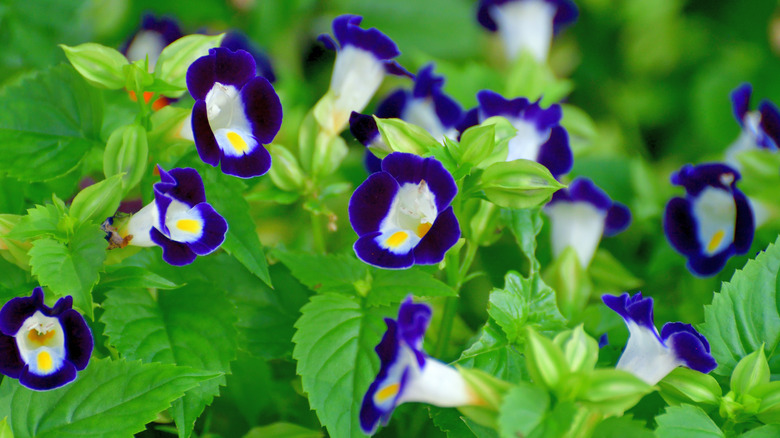 two-toned Wishbone Flowers