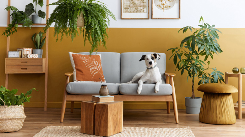 mustard yellow living room wall