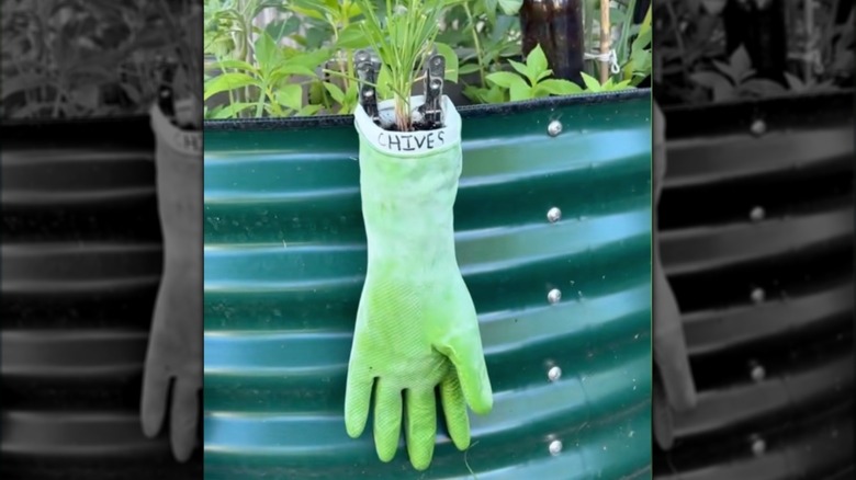 hanging rubber glove herb garden for chives