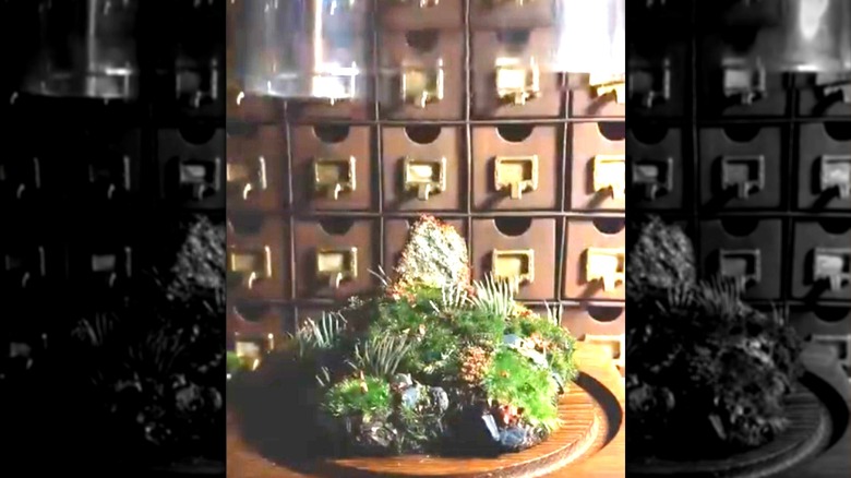 Terrarium inside a glass cloche
