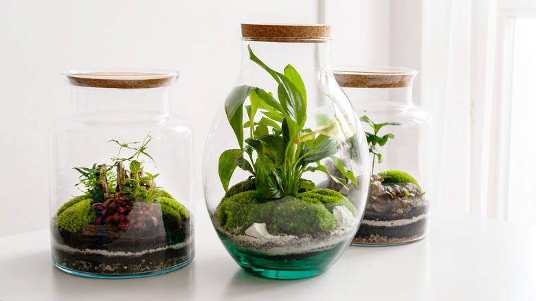 An assortment of glass jar terrariums.