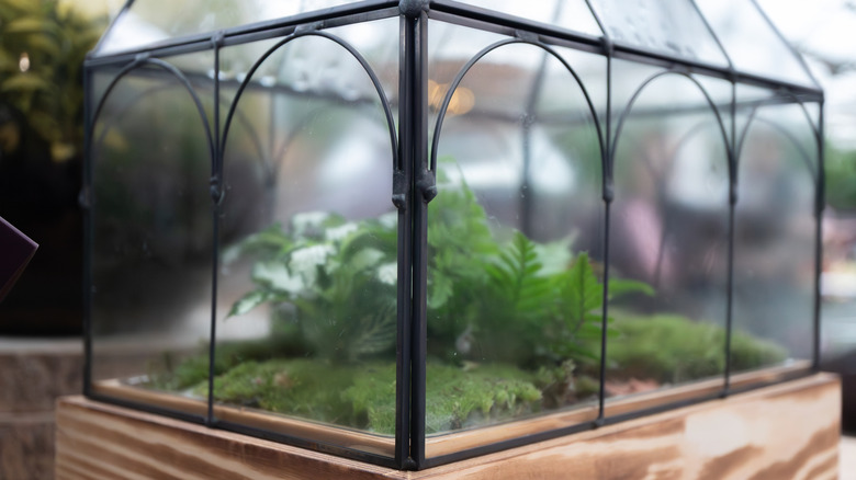 Close-up of a greenhouse-shaped terrarium, similar to the Wardian case designed by Dr Nathaniel Bagshaw Ward.