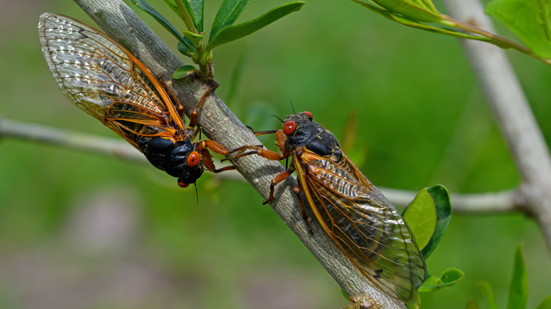 cicadas on a tree