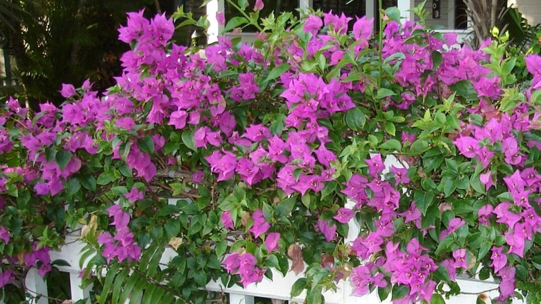 Purple bougainvillea flowers growing over a white fence
