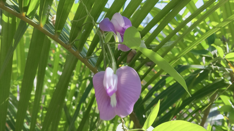 Purple flowers of butterfly pea on a vine