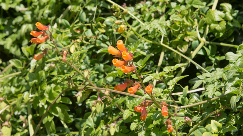 Orange flowers of Chilean glory flower