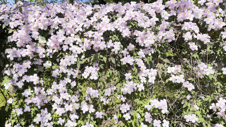 Light pink flowers of clematis