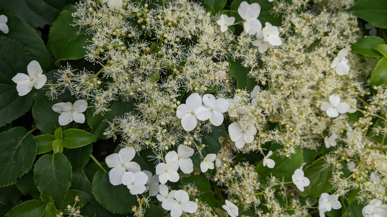White flowers of climbing hydrangea
