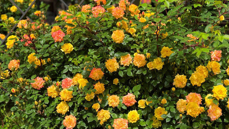 Yellow orange roses growing over a garden crate