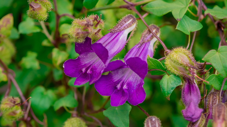 Purple flowers of cup and saucer vine