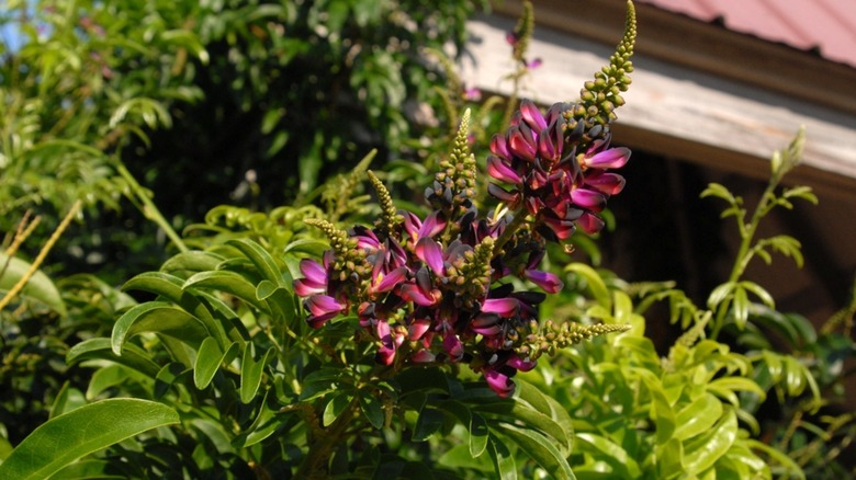 Mauve flowers of