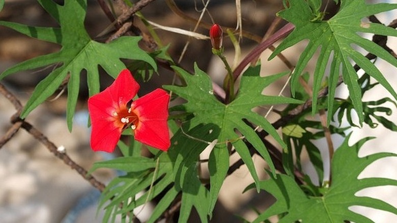 Red flower of hearts and honey vine