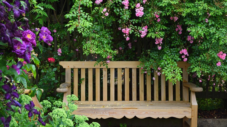 Climbing pink roses over a wooden seat in yard