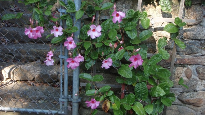 Pink mandevilla flowers and green leaves