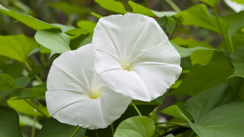 White moonflowers in bloom