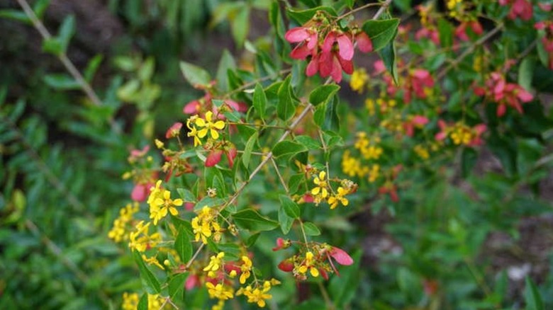 Flowers and fruits of redwing