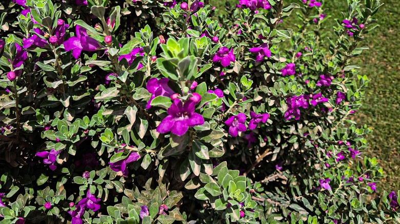 Bright purple flowers of snapdragon vine