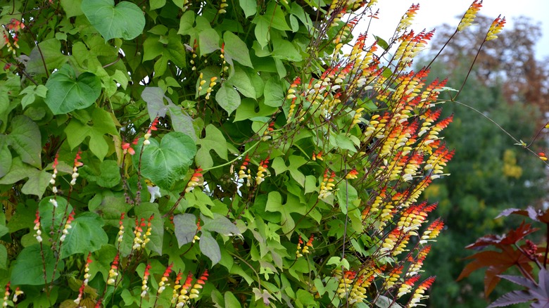 Spanish flag growing in garden