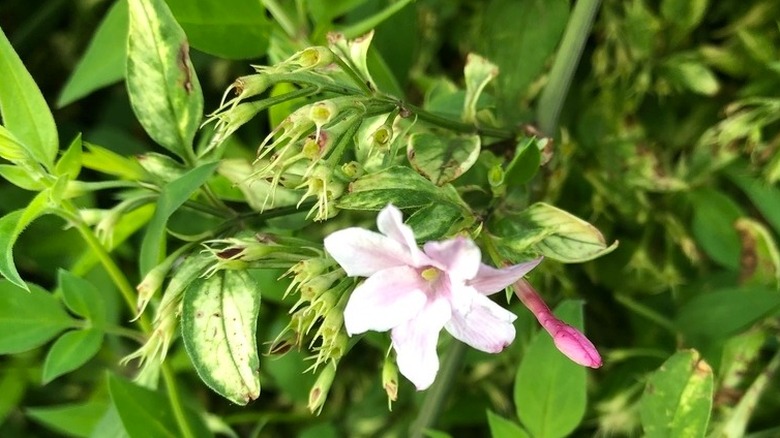 Pale pink flower of Stephen jasmine