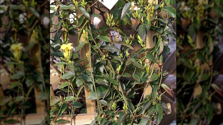 Swamp jasmine growing on a trellis