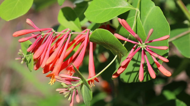 Red flowers of trumpet honeysuckle