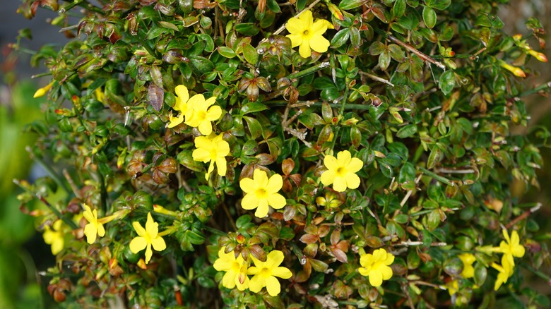 Yellow flowers of winter jasmine