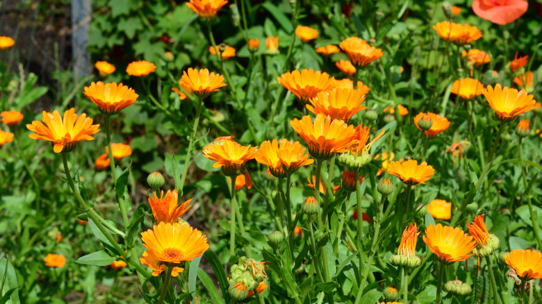 A field of calendula blooms with orange flowers