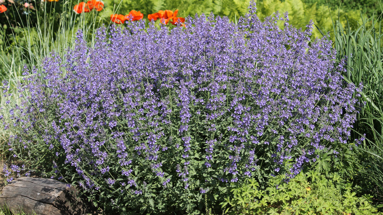 A large catmint plant covered in purple blooms